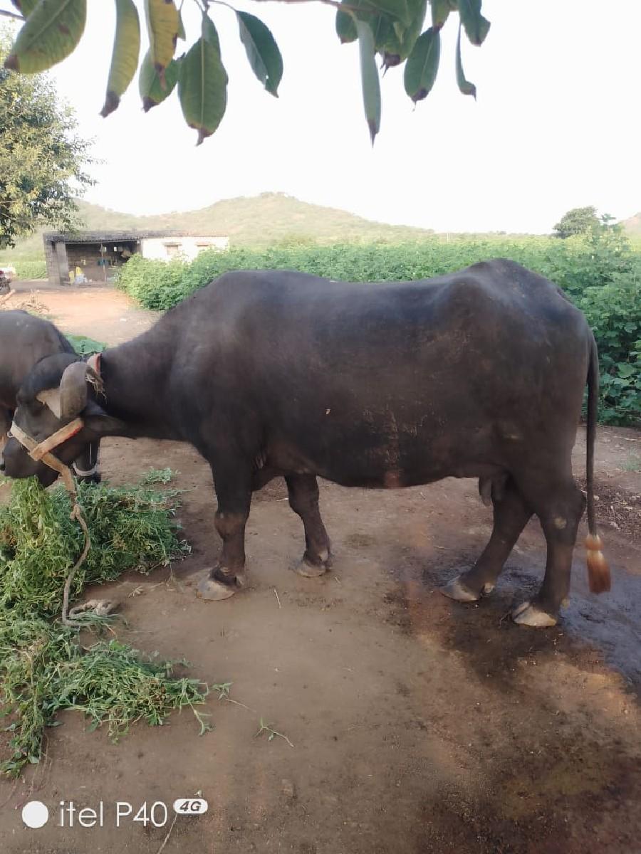 થંબનેલ 3