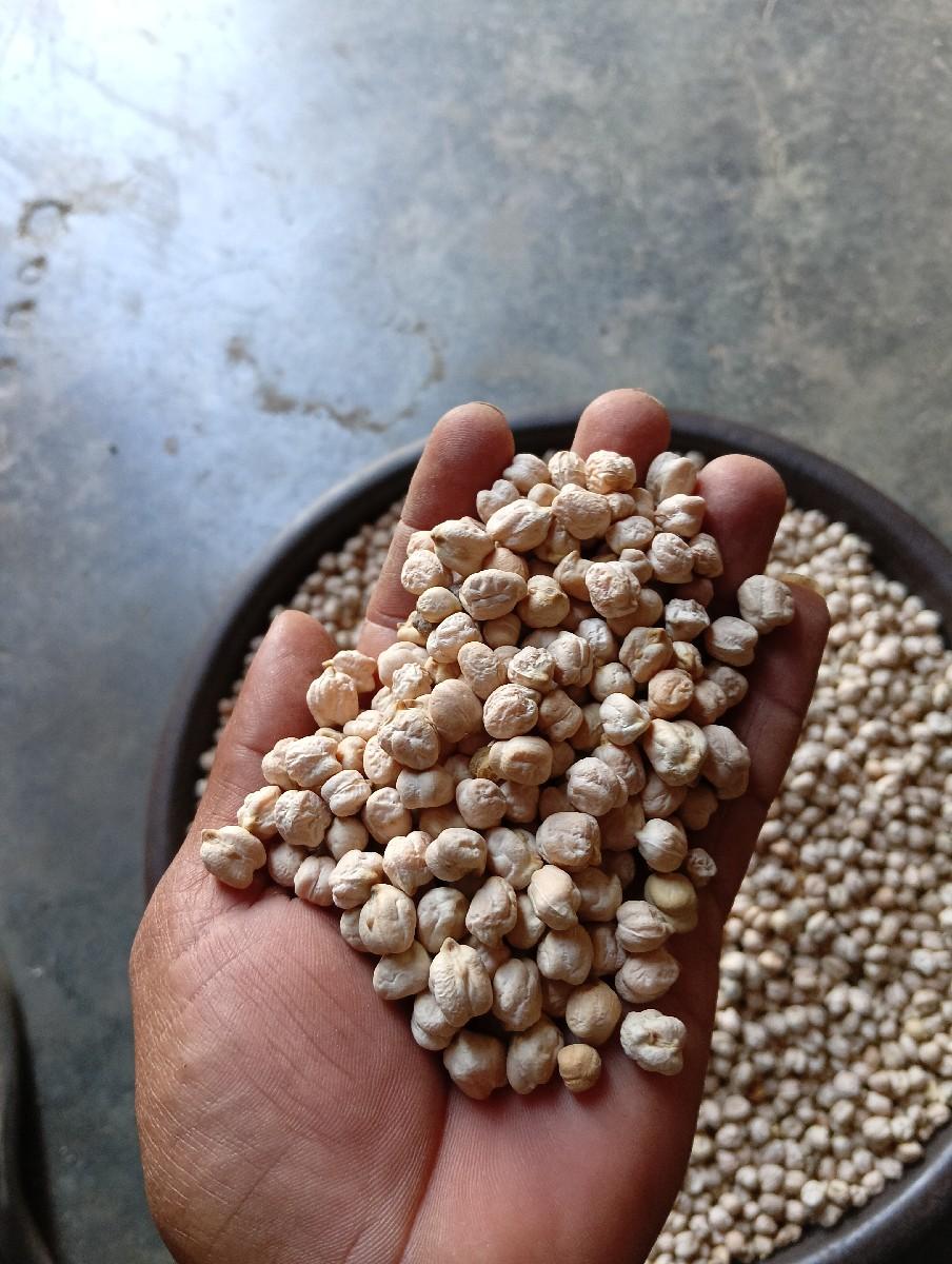 ચણા કાબુલી