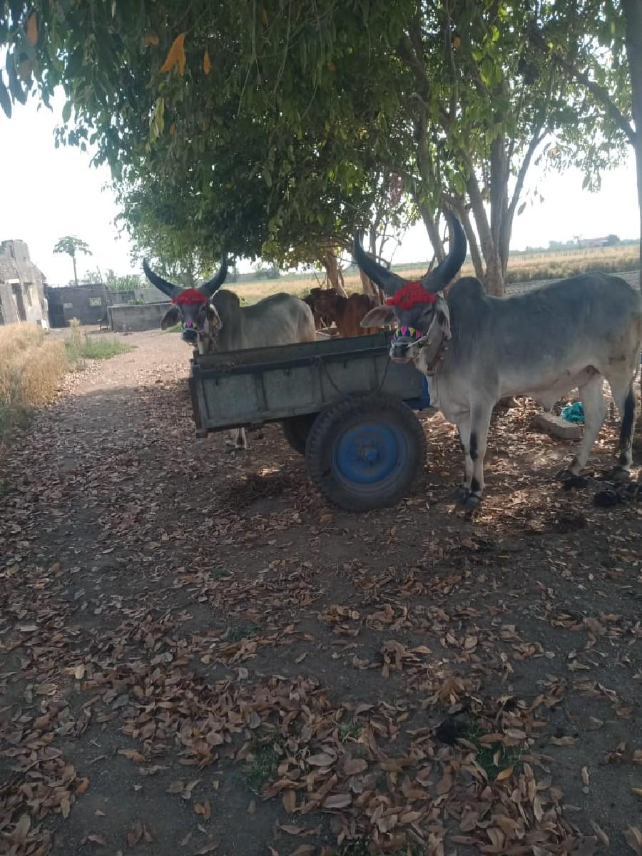 બે