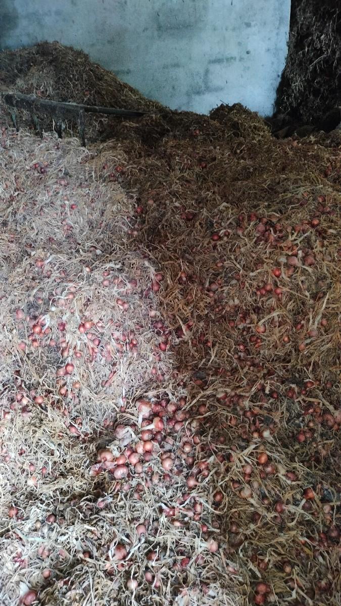 કાંજી આપવા છૈ.