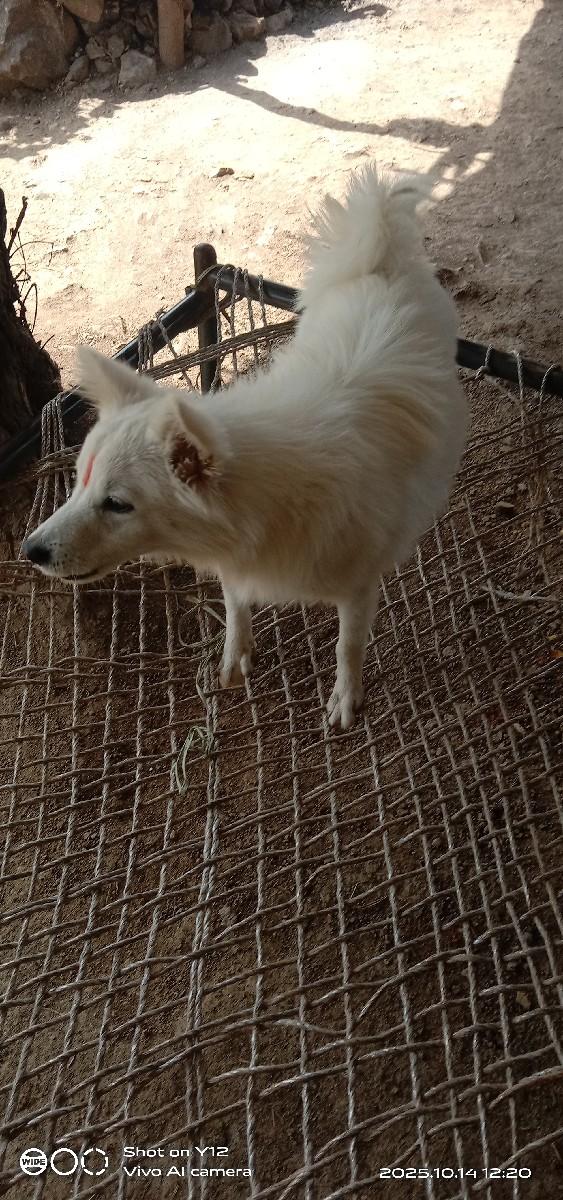 પામોલીન મેલ છ