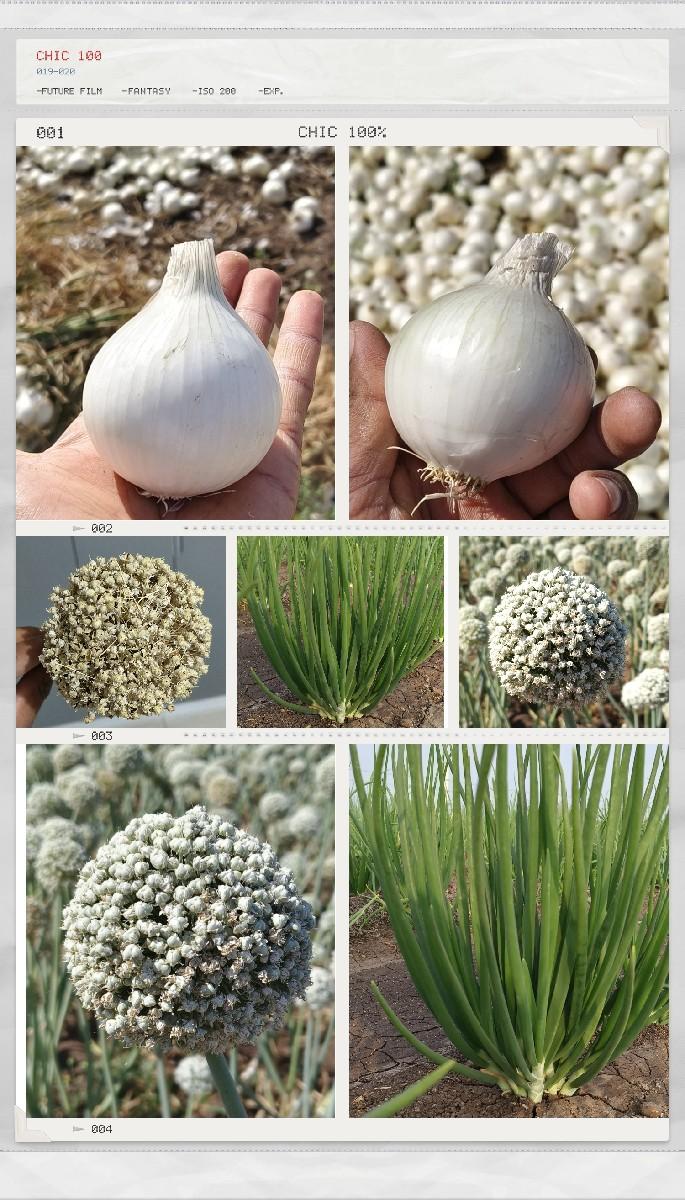 સફેદ ડુંગળી નું બીયારણ