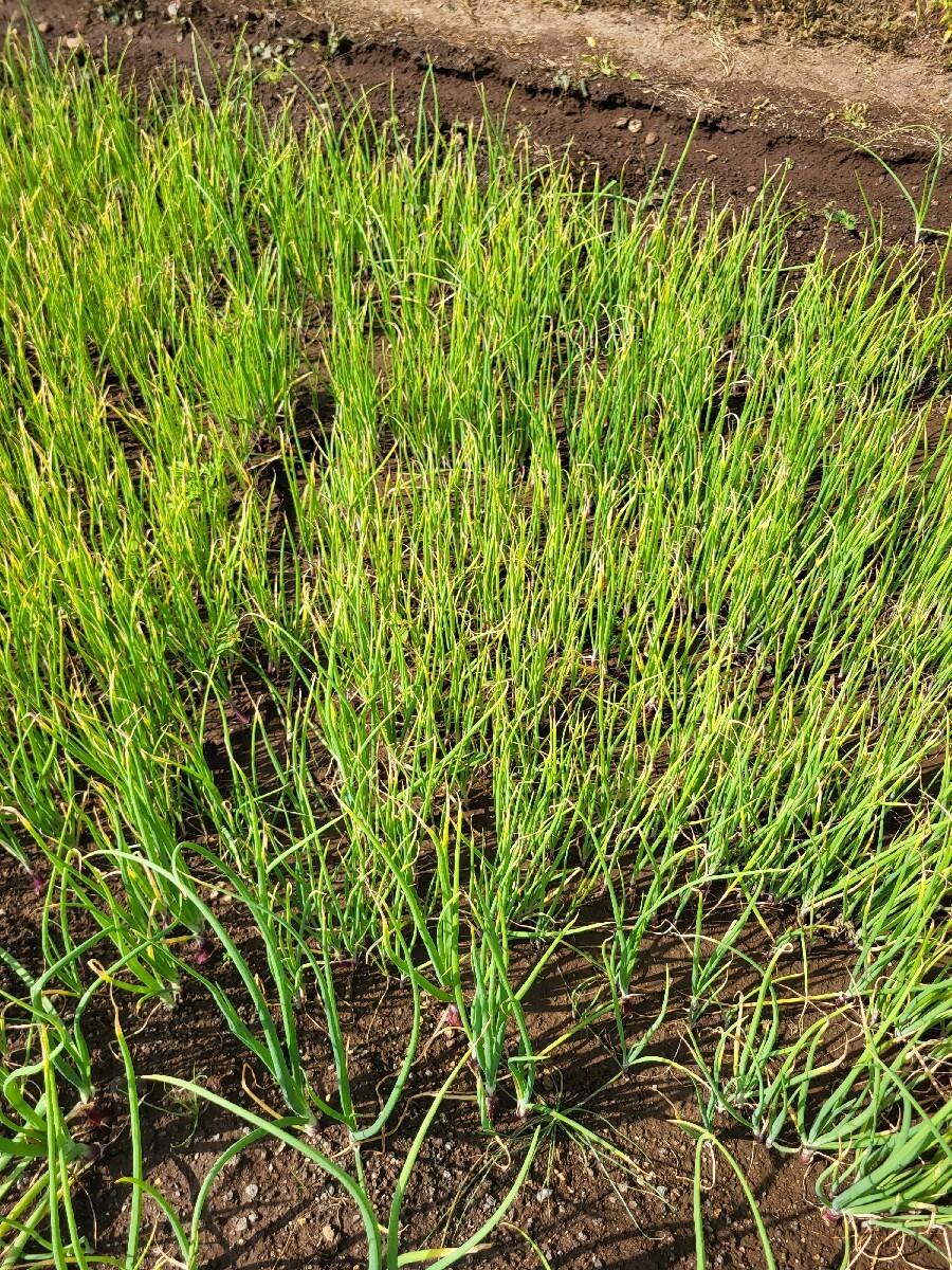 dungli no rop vechcano chhe