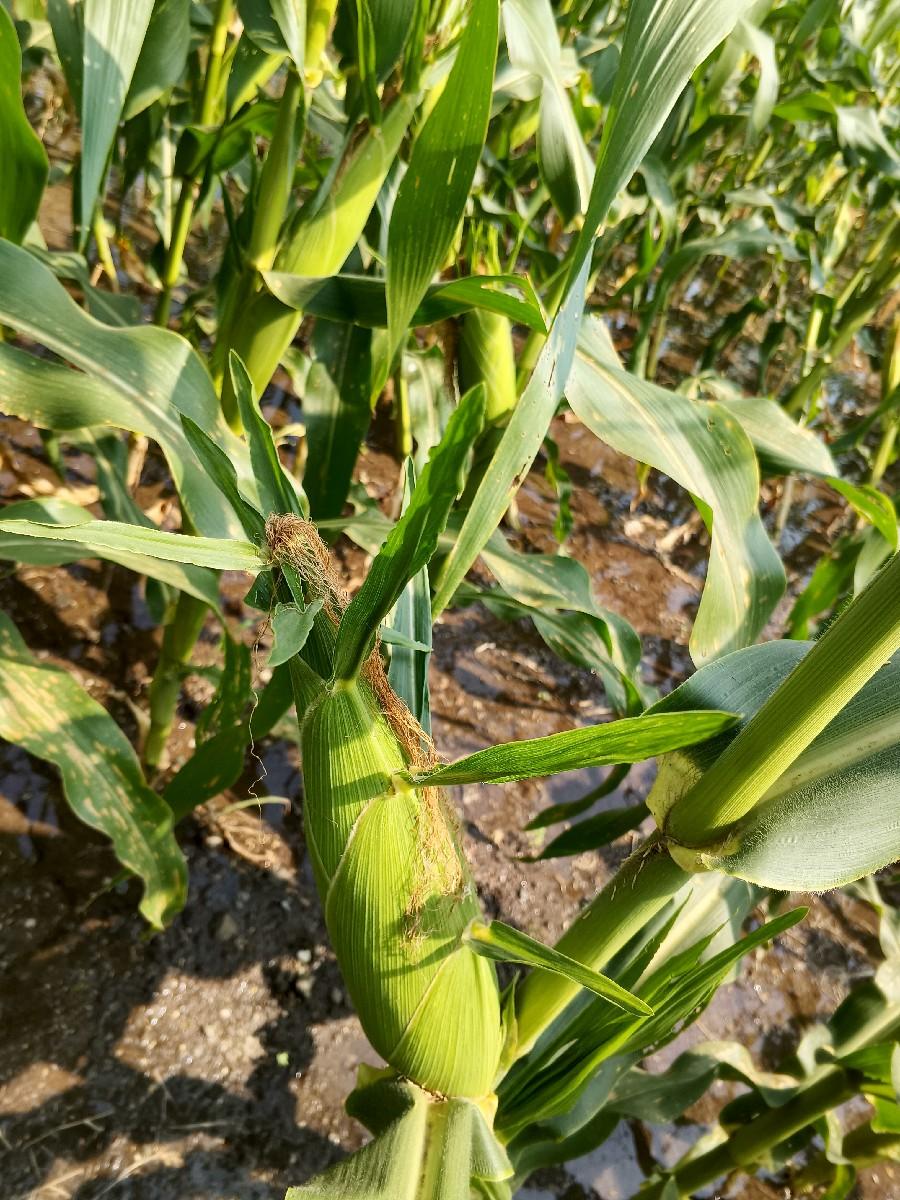 અમેરિકન મકાઈ🌽