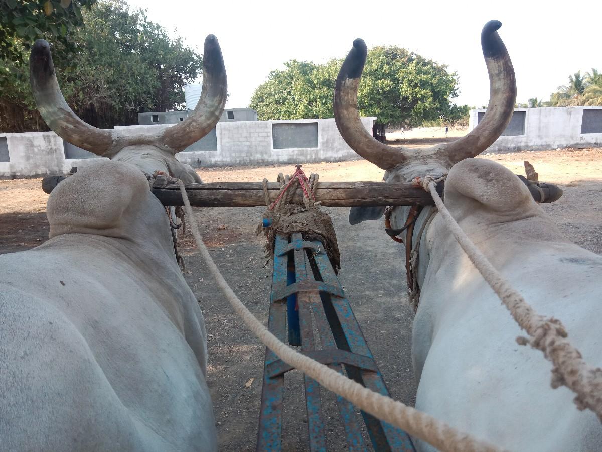 બળદ વેચવાના છે સાવ સોજા સે