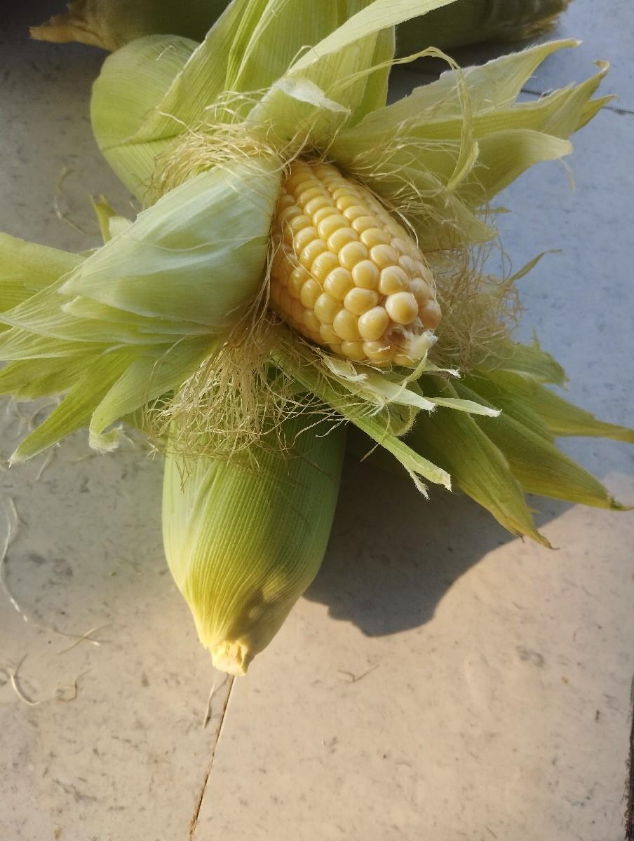 થંબનેલ 2