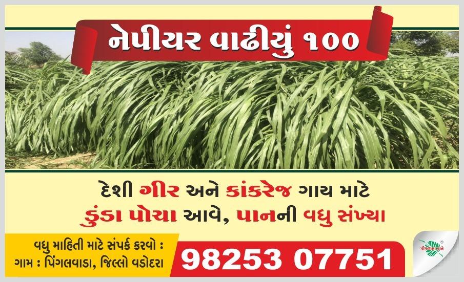 નેપીયર વાઢીયું ૧00