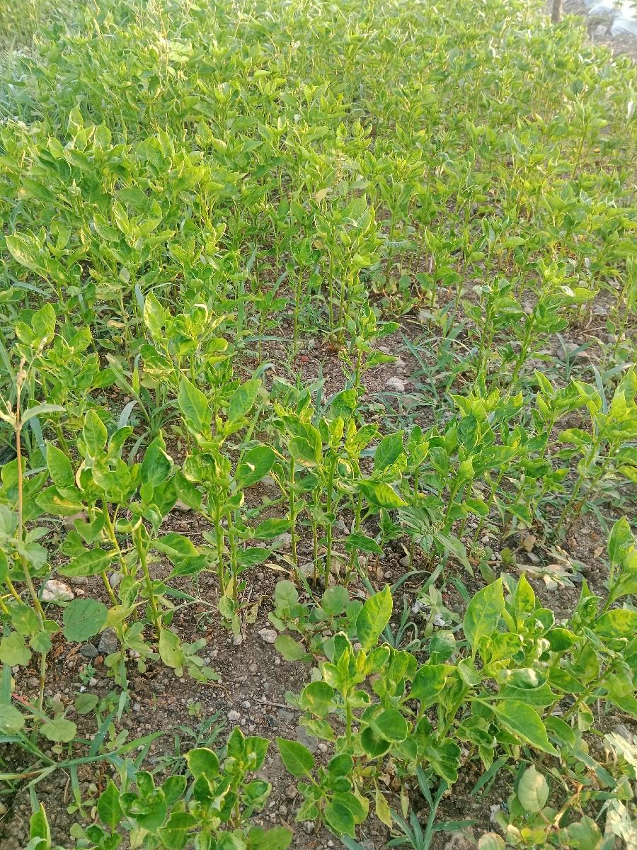 થંબનેલ 3