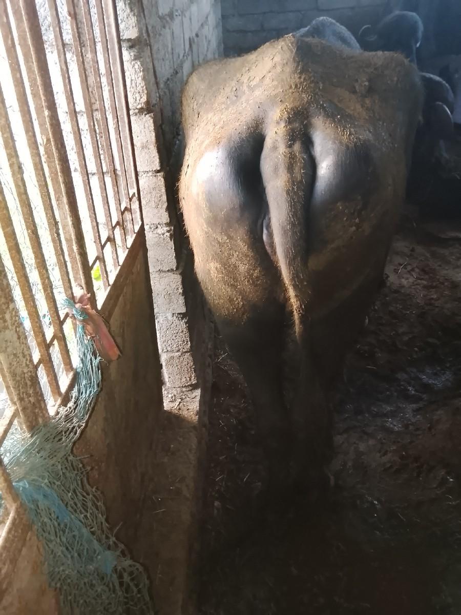 ખડાઈ ના સાટા કરવા ઘોડી સાથે