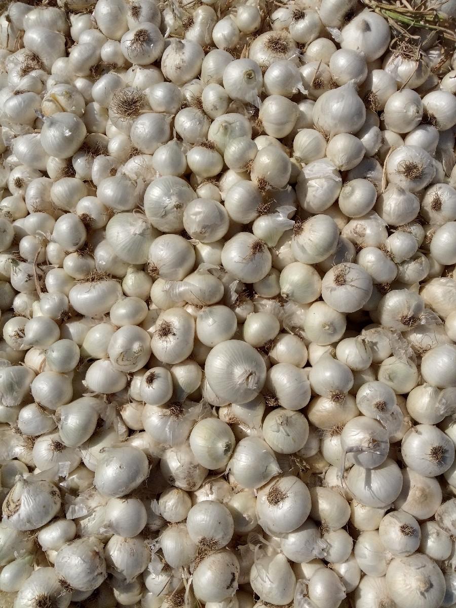 સફેદ ડુંગળી નું બી