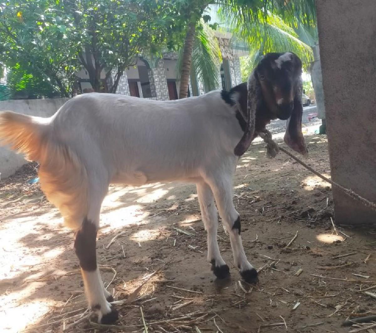 थंबनेल 2