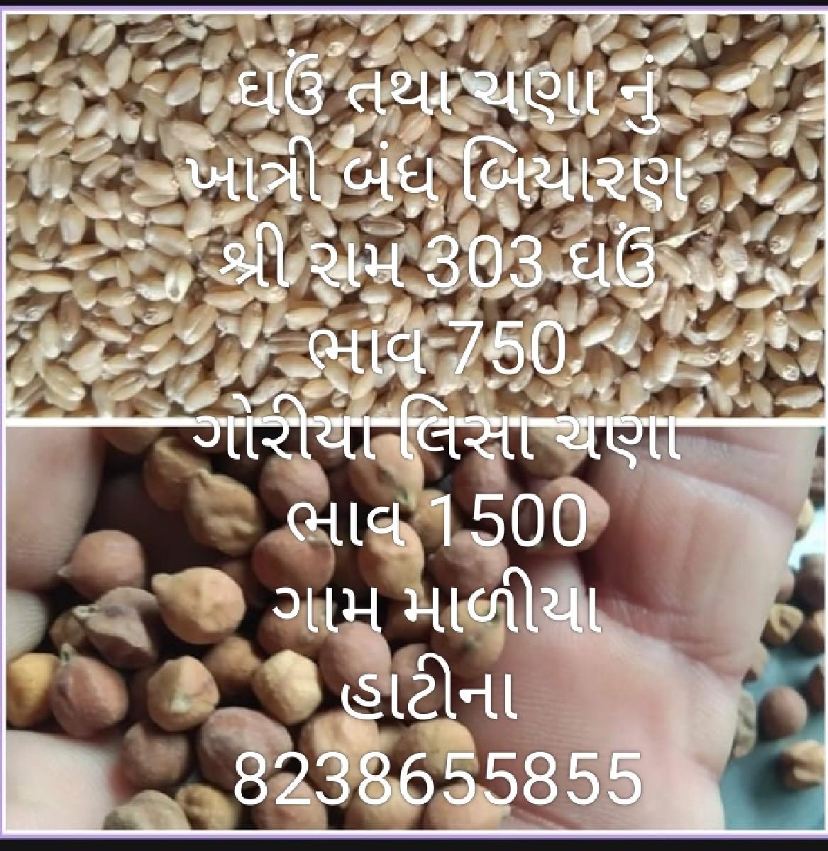 ઘઉં તથા ચણા નું બિયારણ