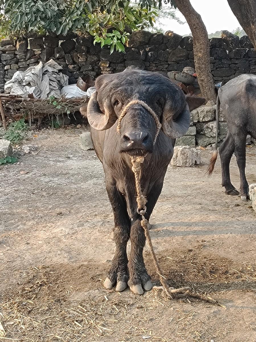 પાડો ચાલુ કપલીટ છે જાફરાબાદી