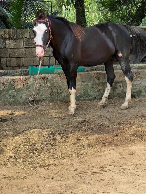 થંબનેલ 2