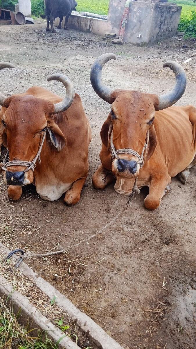 બળદ વેચવાના છે