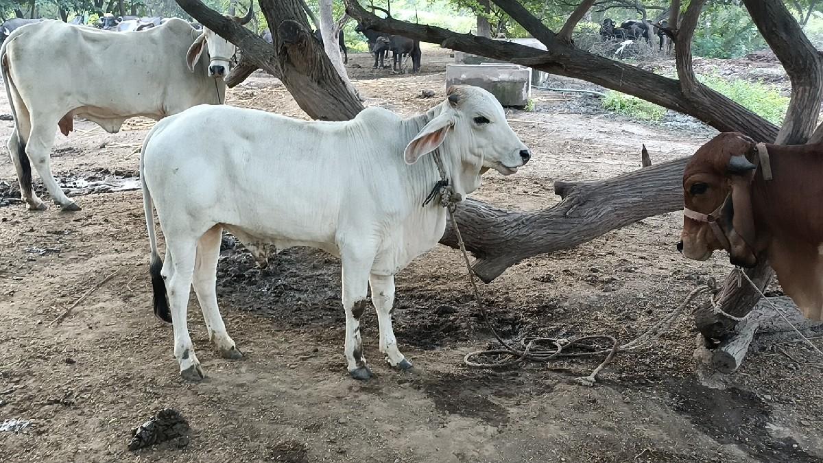 थंबनेल 2