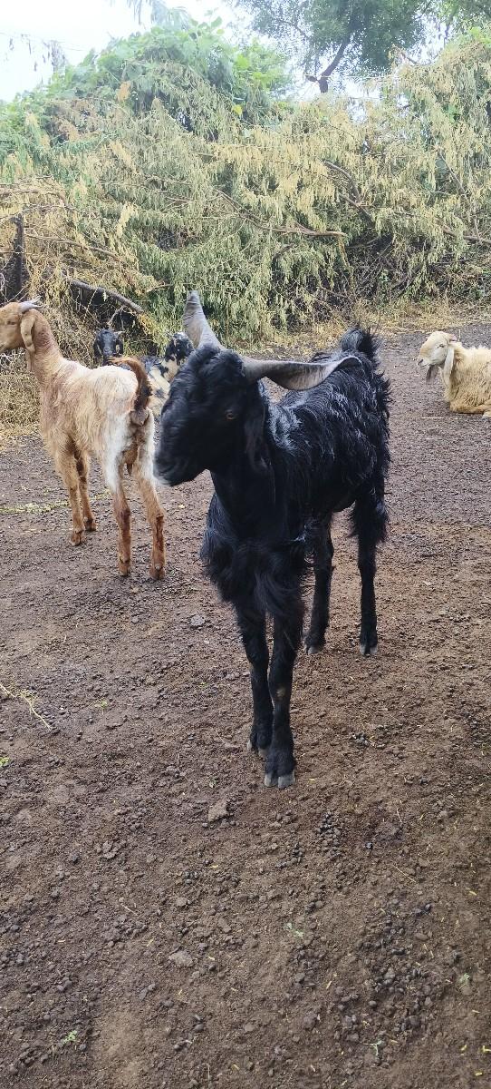 થંબનેલ 2