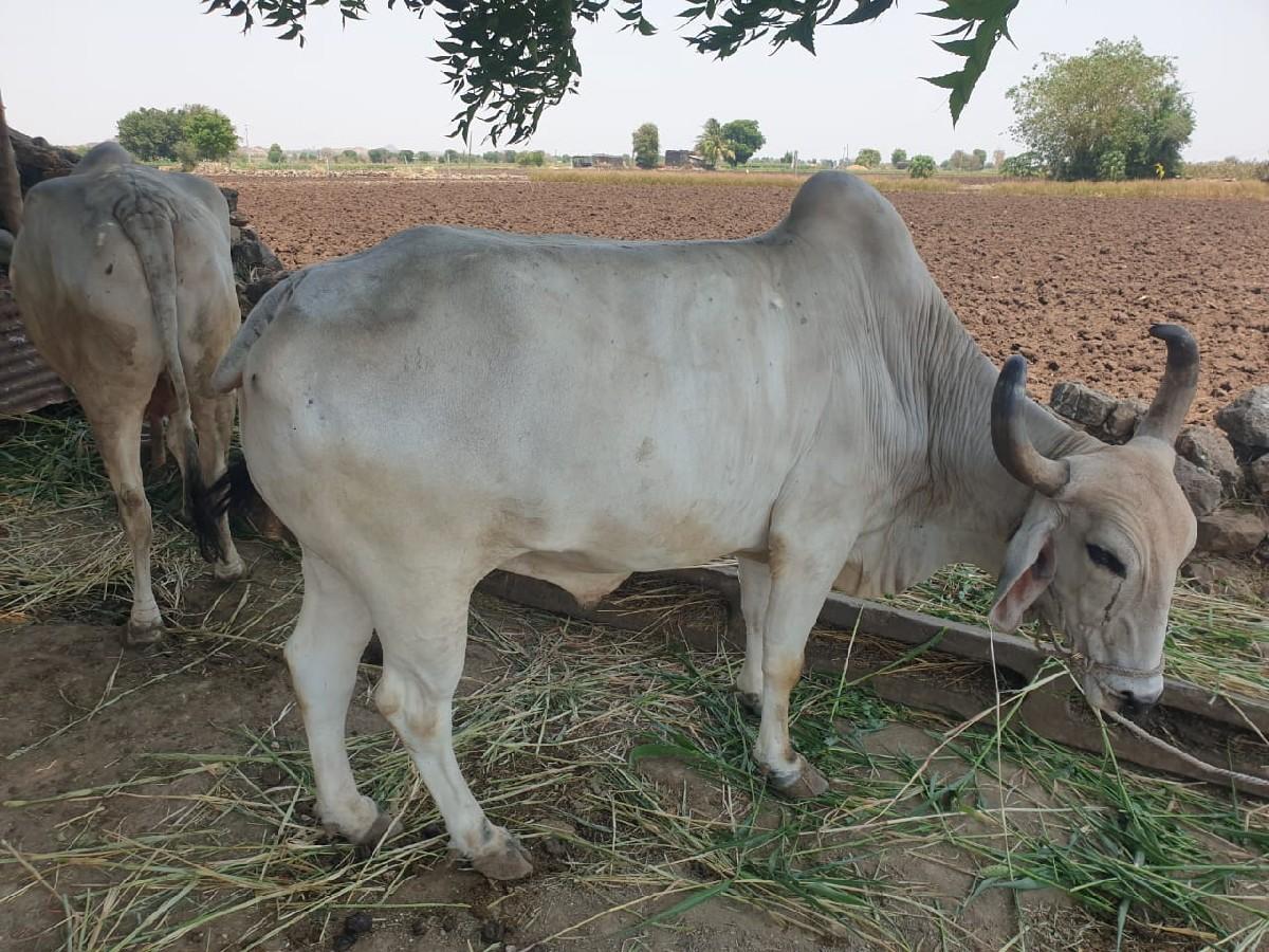 બળદ વેચવાના છે