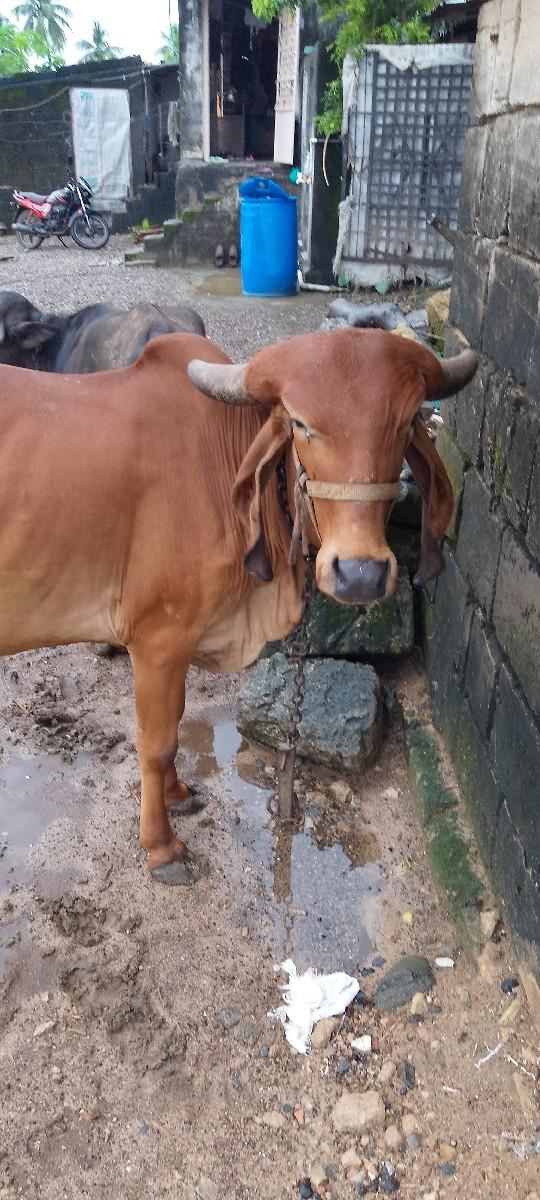 थंबनेल 3