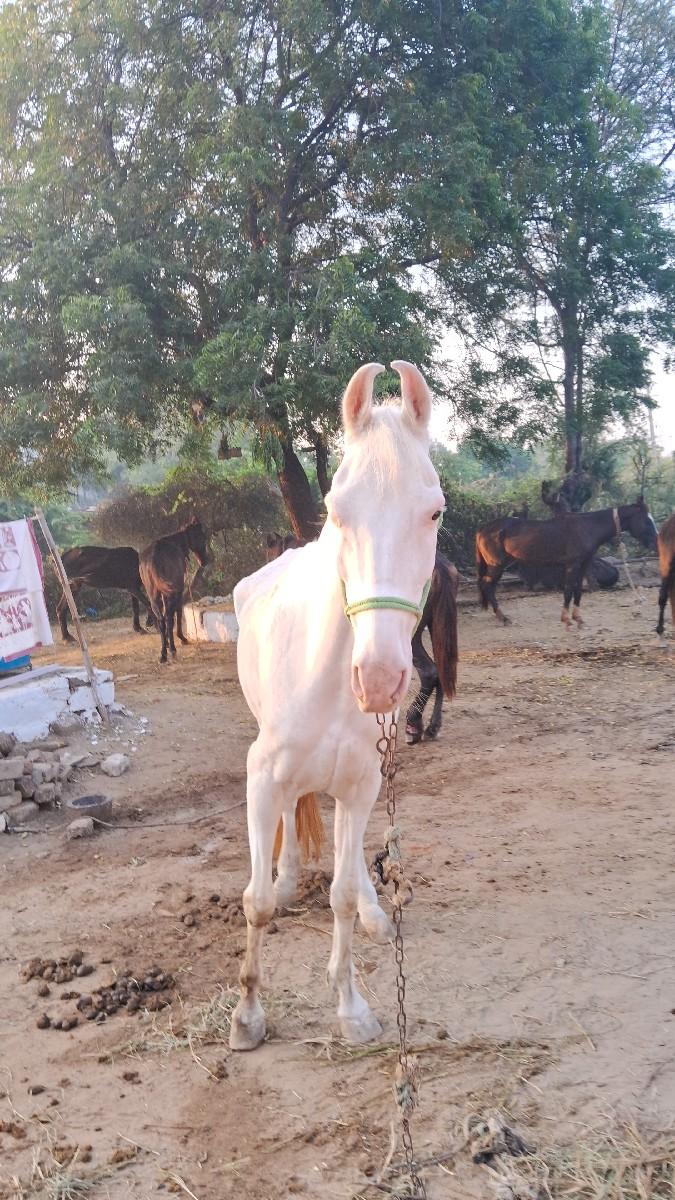 थंबनेल 3