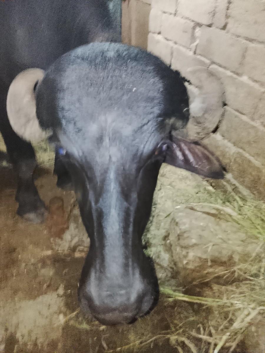 થંબનેલ 3