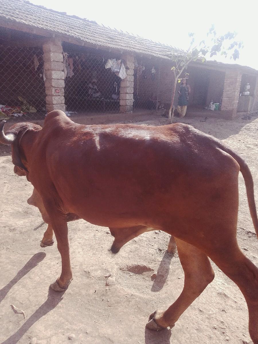 થંબનેલ 3