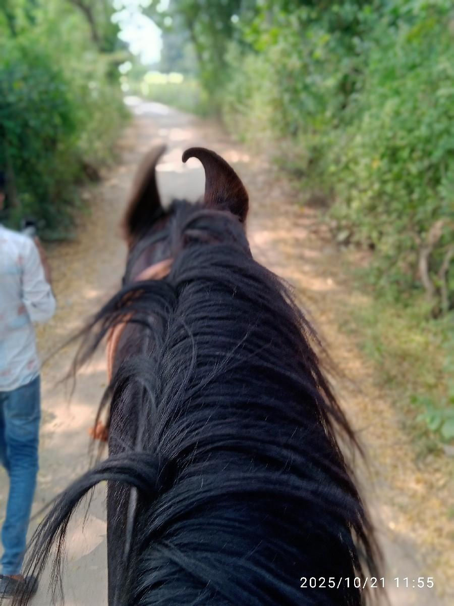 ઘોડો વેચવા નો છે