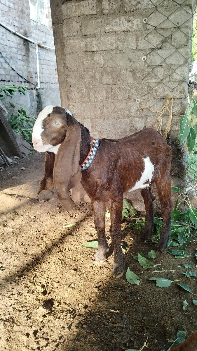 થંબનેલ 2