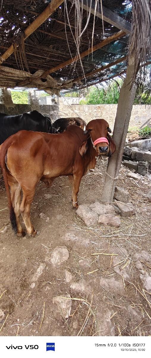 ગીર વાસડી વેચવાની છે