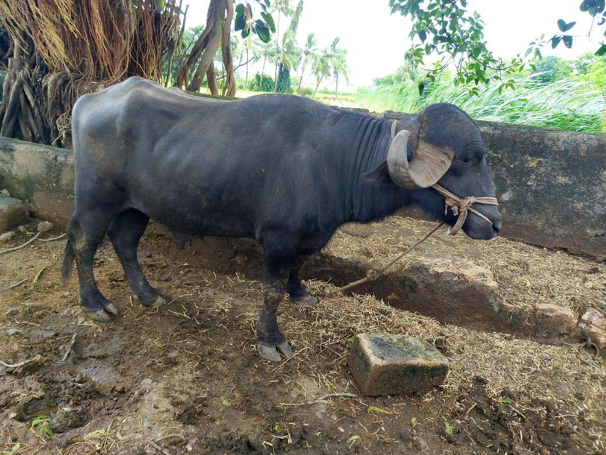 थंबनेल 2