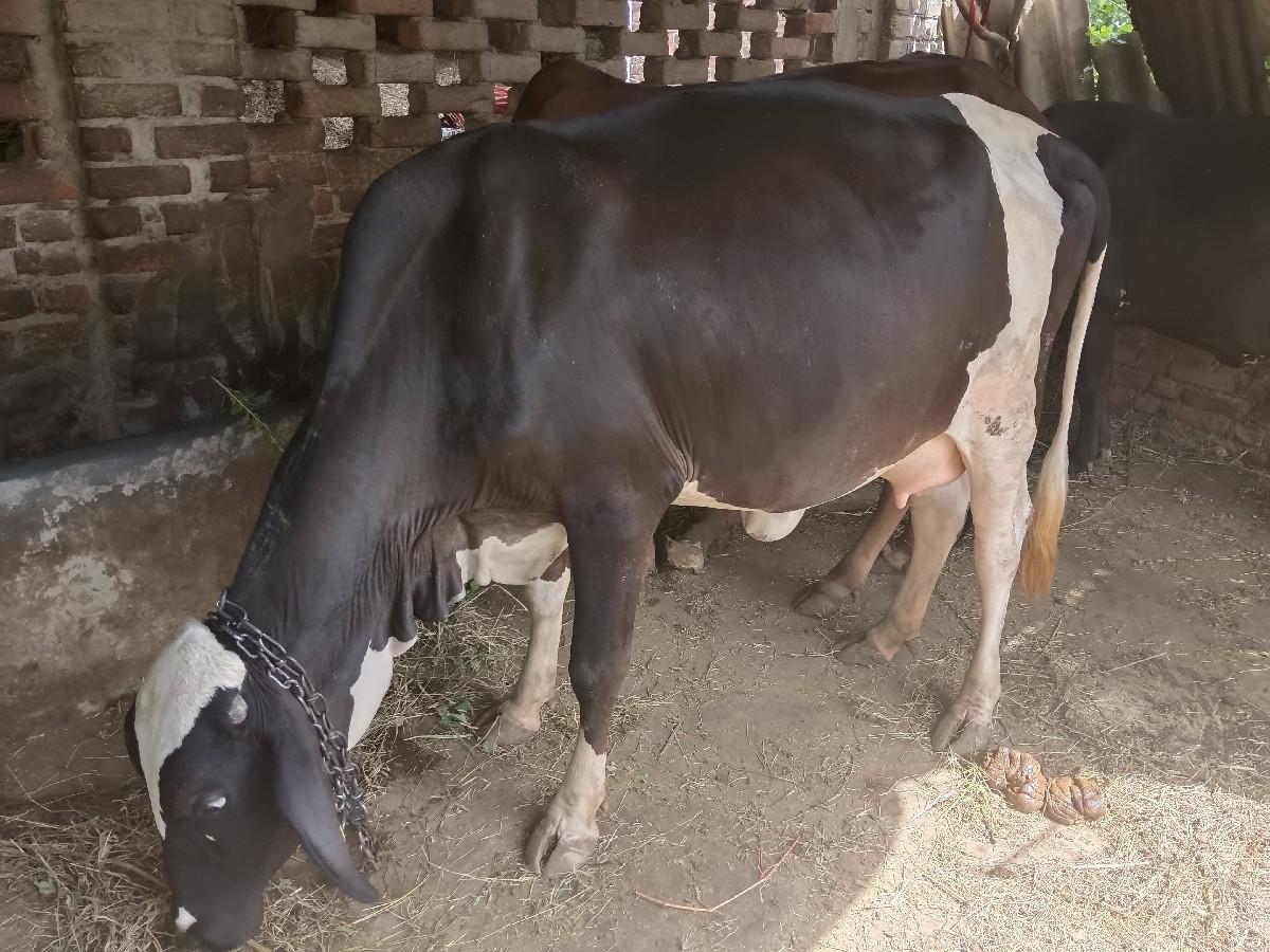 15ગાયો એક સાથે દેવાની સે.