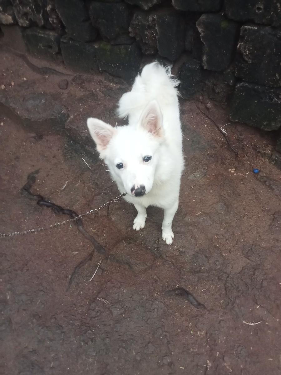 કુતરો છે દઈ દેવાનો છે