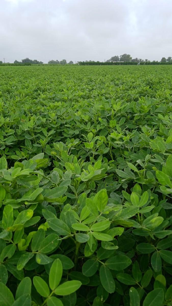 મગફળી નો પાલો