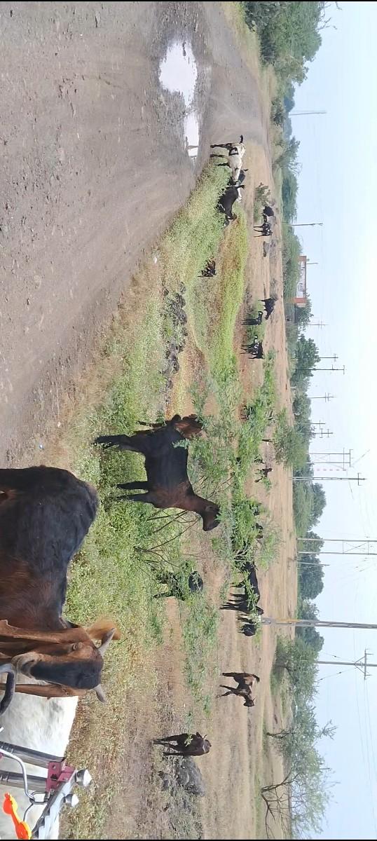 બકરા વેચવાના છે