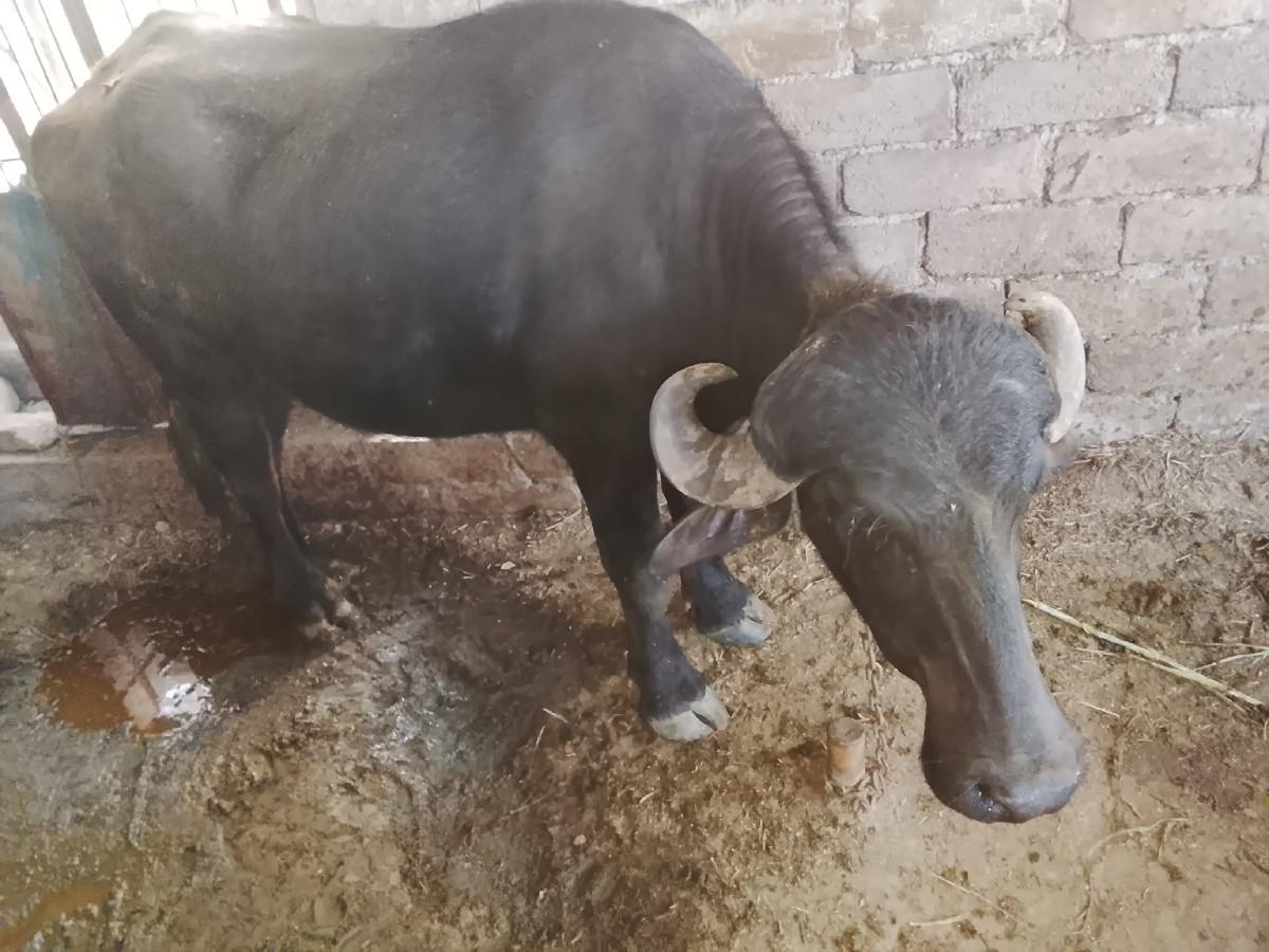 थंबनेल 2