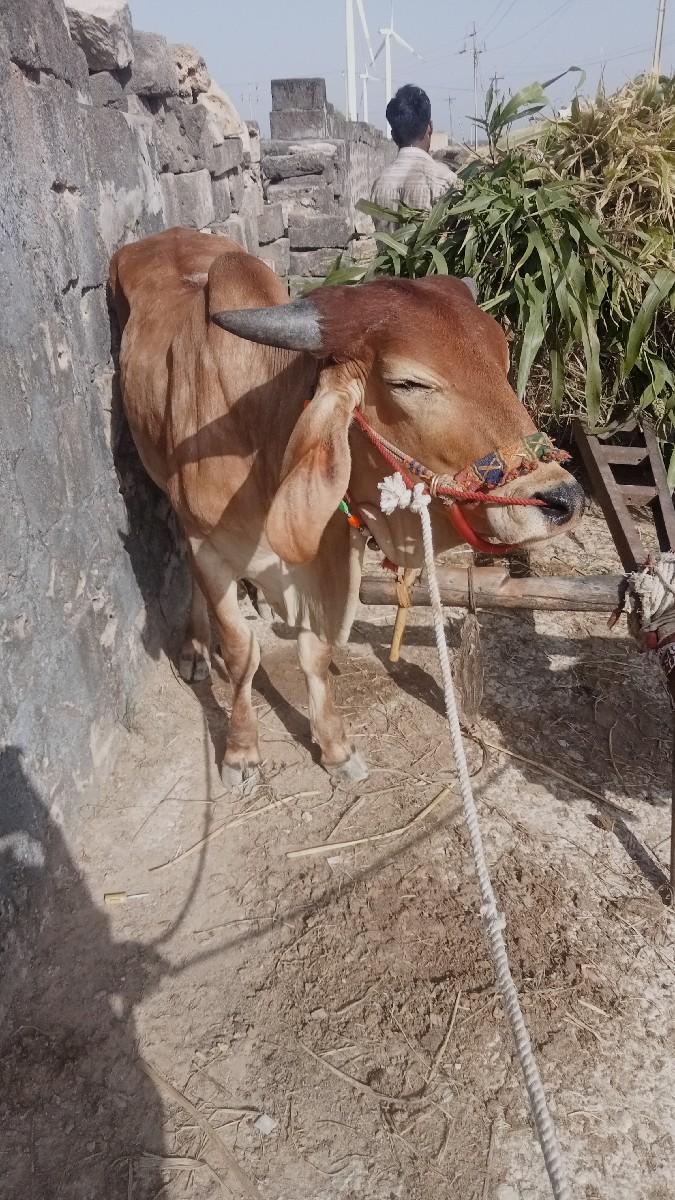 थंबनेल 2