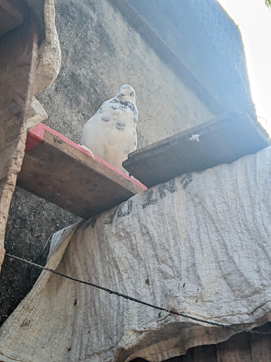 કબૂતર 🕊️🥰