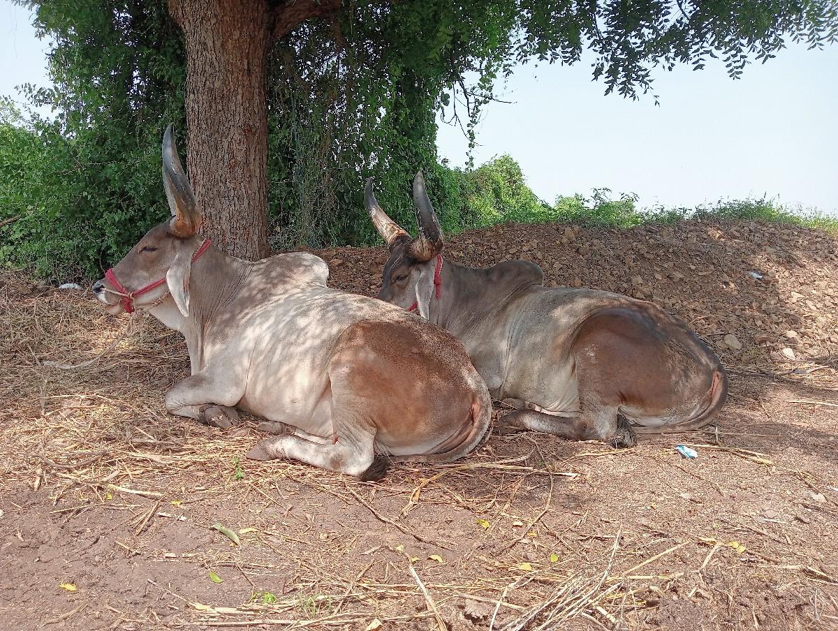 વેસવાના સે બળદ
