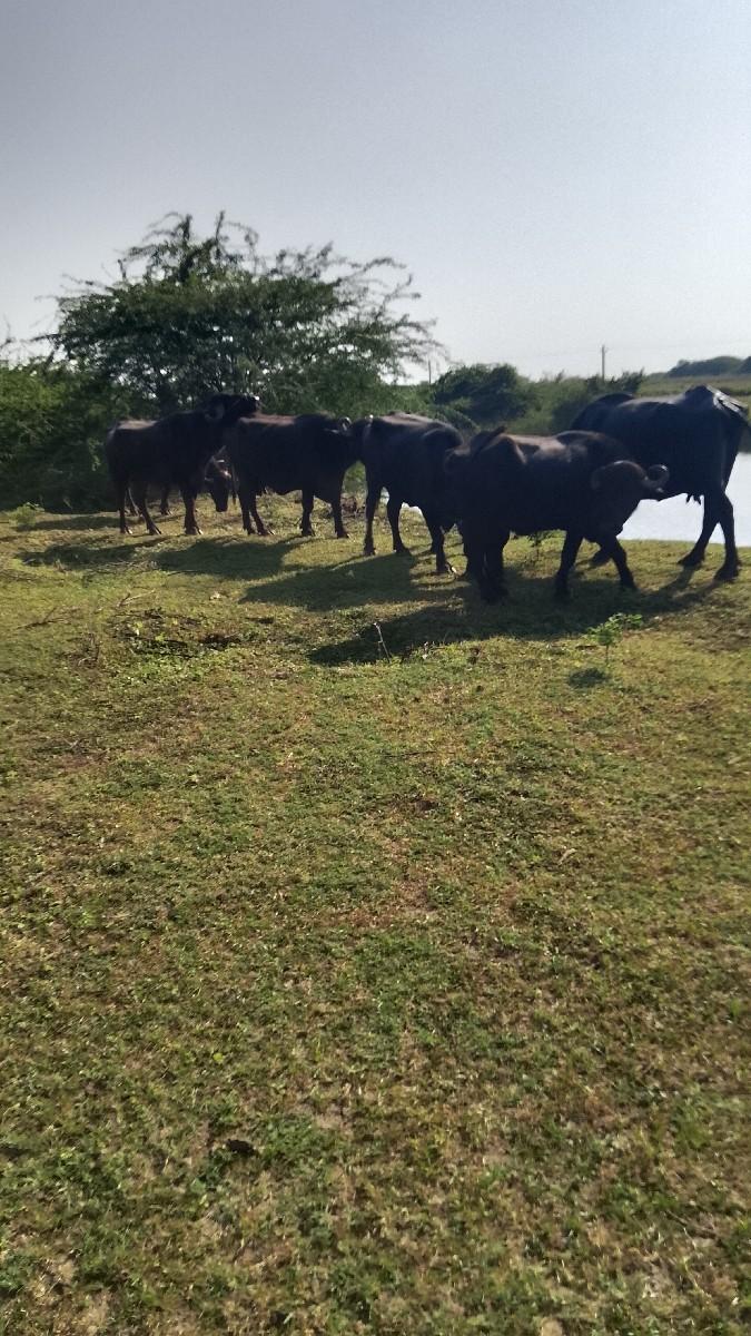 ગાડર શાટે દેવાનું છે પાસ ભેંસો