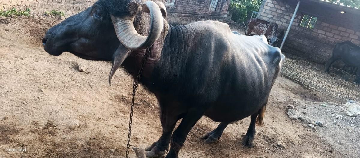 ભેંસ વેચવાની છે
