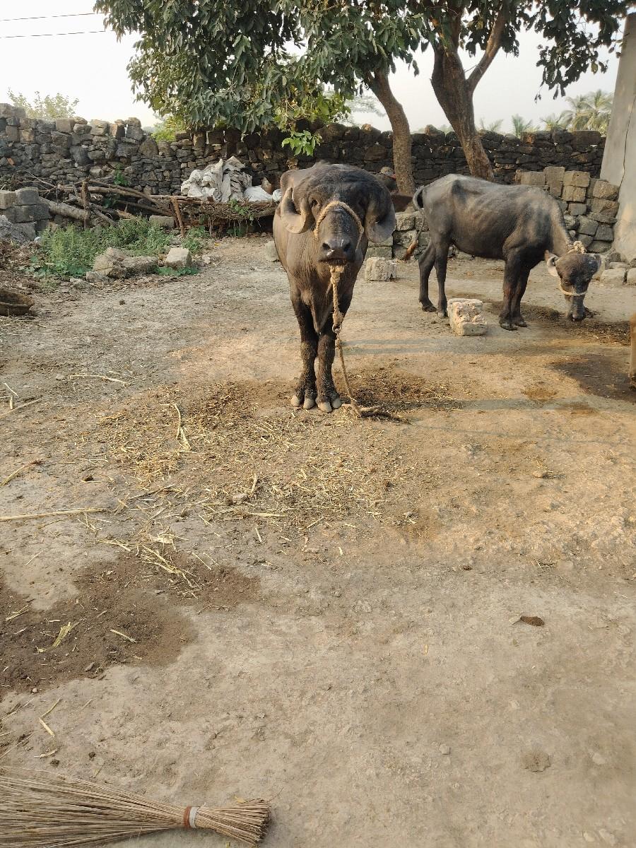 थंबनेल 2