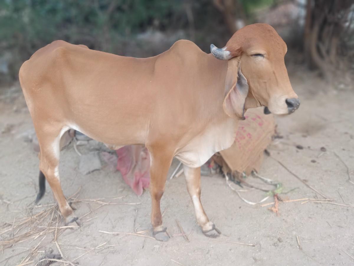 થંબનેલ 3