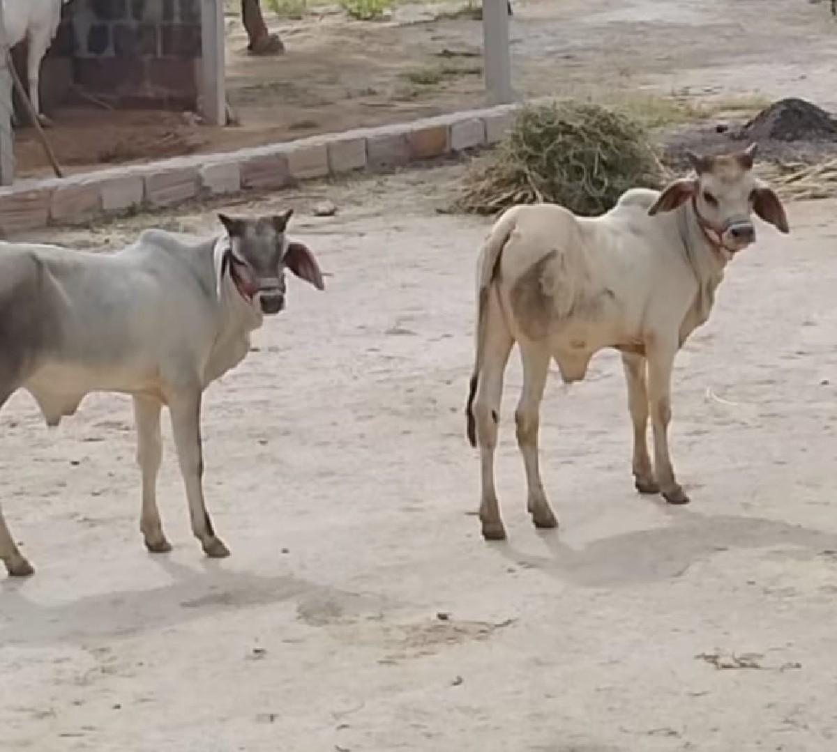 વાછડાં વેચવાના છે