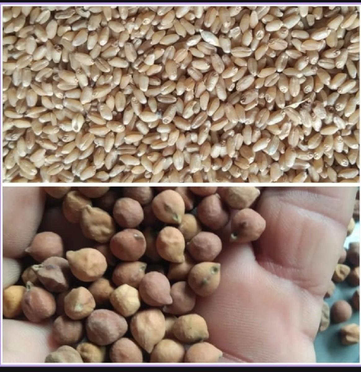 થંબનેલ 3