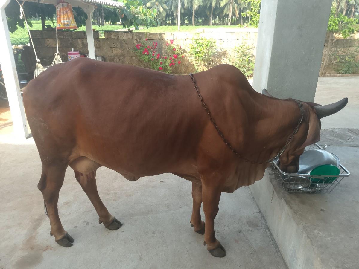 ગાય વેસવાની છે