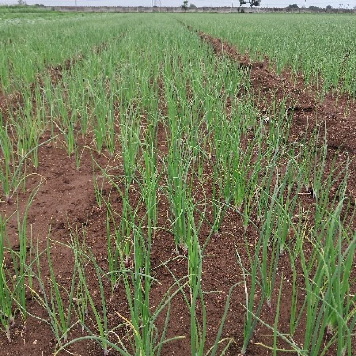 ખેતર માં કામ કરી શકે તેવા મજુર