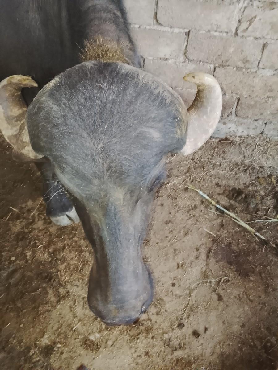 थंबनेल 3