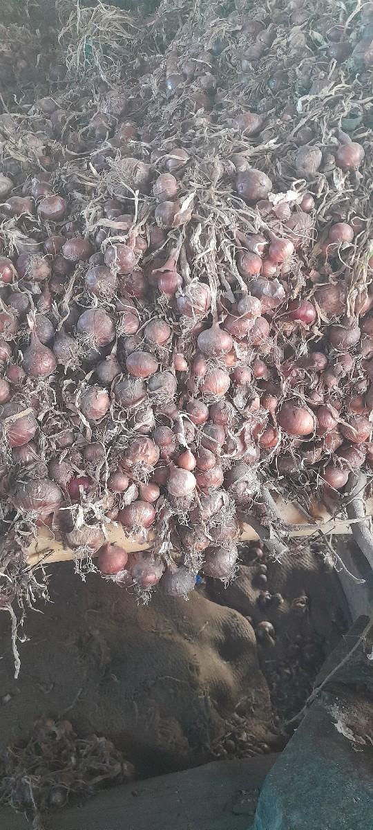 લાલ ડુંગળી ની કળી વેચાવ છે.