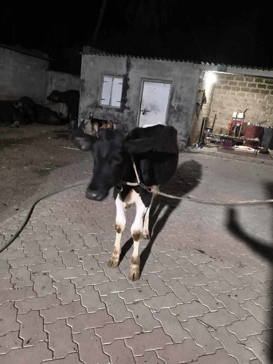 ગાય વેસવાની છે