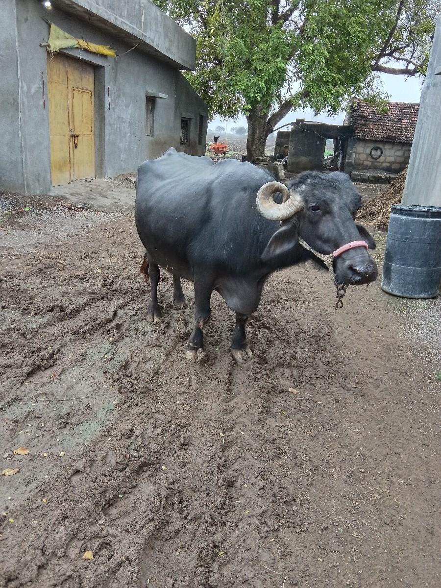 થંબનેલ 2